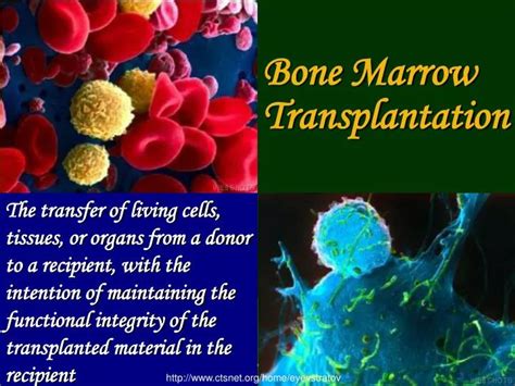 Ppt Bone Marrow Transplantation Powerpoint Presentation Free