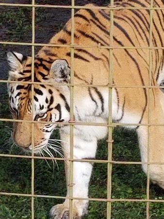 If you have been on a day tour, please tell others about your experience below Big Cat Rescue (Tampa) : 2020 Ce qu'il faut savoir pour ...