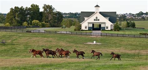 Ky Horse Farms ‘mixing Business With Tourism Horse Racing News