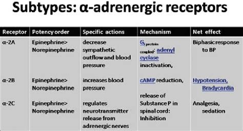 Subtypes Alpha Adrenergic Receptors Download Scientific Diagram