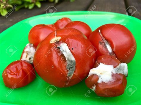 Rotten Tomatoes Cause Cancer- NAFDAC | INNONEWS.COM.NG