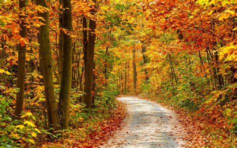 Autumn Forest Landscape Road Phone Wallpapers