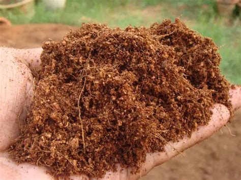 What Is Coconut Coir Plant Instructions