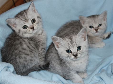We have an amazing bsh litter for sale. British Shorthair Kitten for sale*Only 1 boy left ...