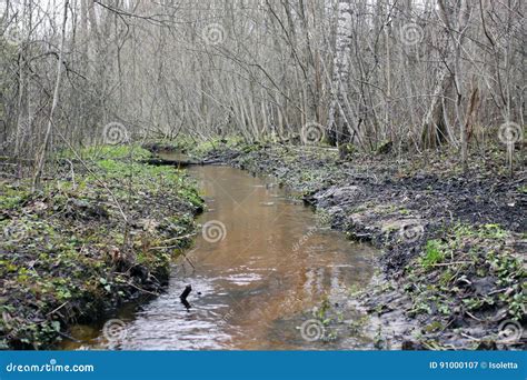 Small Stream In The Spring Forest Stock Image Image Of Scenic