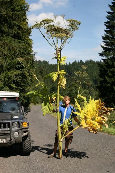 Giant Hogweed Burns Dematologic Problems