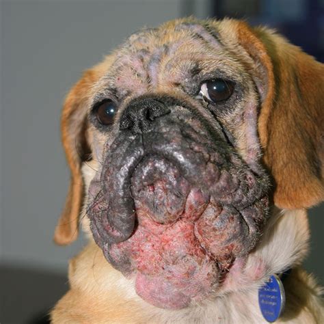 A escabiose, também conhecida como sarna humana, é uma doença de pele causada pelo ácaro sarcoptes scabiei que é facilmente transmitido de pessoa para pessoa, através do contato físico. La pyodermite chez le chien - Consultations en ...