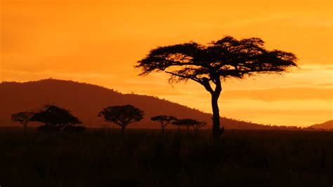 Typical African Golden Sunset With Stock Footage Video 100 Royalty