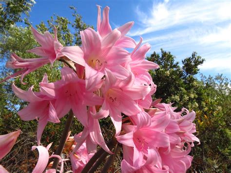 Amaryllis Plant Info Learn About The Care Of Amaryllis Belladonna