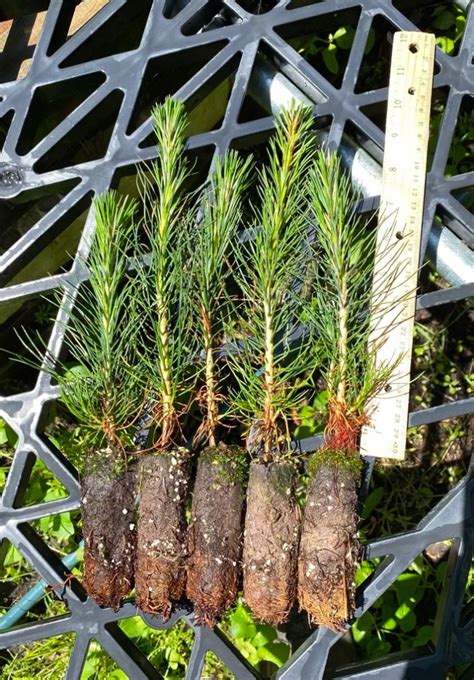 Ponderosa Pine Plug Seedlings Evergreen Trees For Sale