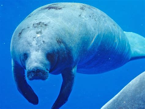 Cites Conference Little Known Manatee Breed In Spotlight Nature