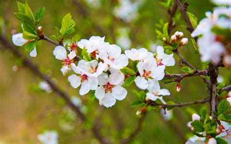 The resulting botanical gardens and arboretum would surely have pleased her, covered as it is with more than 2,000 flowering shrubs and trees. 15 best trees for small gardens: Beautiful small trees