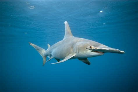 Great Hammerhead Shark Sphyrna Mokarran