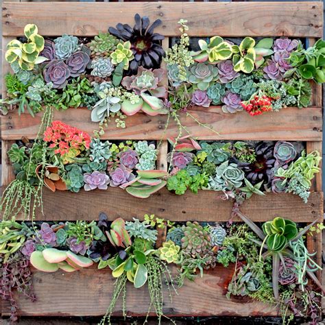 Fill the bottom of the shadow. DIY Succulent Living Wall Using Wood Pallet - Employee ...