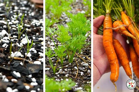 Carrot Plant Growth Stages Seed To Harvest Wpictures