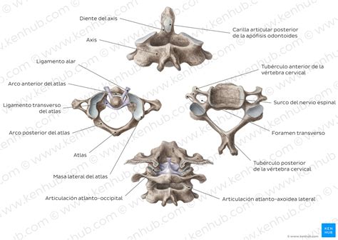 Vértebras Cervicales Anatomía Ligamentos Y Lesiones Kenhub