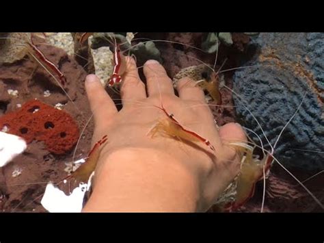 Cleaner Shrimp Cleaning My Hand Youtube