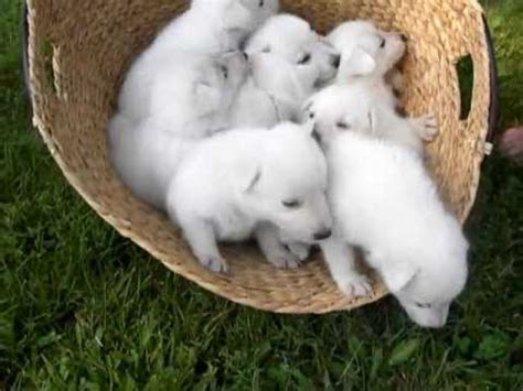 Our white german shepherd puppies are 1,800 each. White Shepherd Puppies - Michigan, July 2010 - YouTube