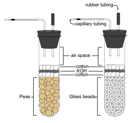 Cellular Respiration and Fermentation — The Biology Primer