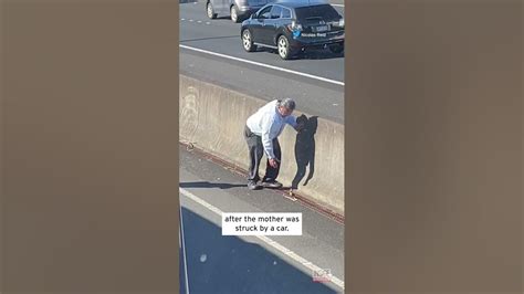 Bus Driver Pulls Over In Traffic To Save Orphan Ducks Shorts Youtube