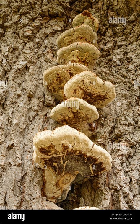 Bracket Fungus Growing On A Oak Tree Stock Photo Alamy