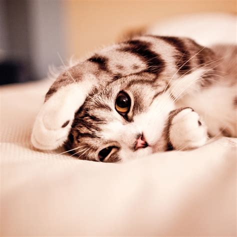 All of them 100% free to download and use how you please. Cute Cat Wallpaper for iPad - WallpaperSafari