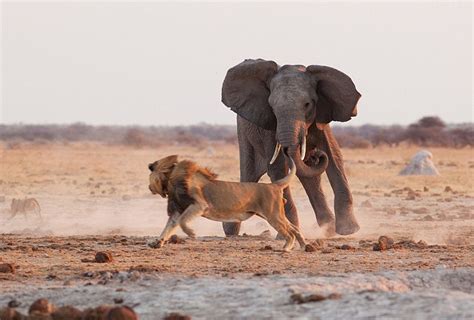 Braʋe Male Elephant Charges Fierce Lion To Defend His Faмily Froм Danger T News