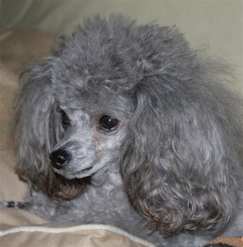 Silver Toy Poodle For Sale Poodle Toy Poodles Puppies Silver Tiny
