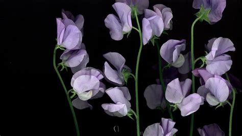 Sweet Pea Wallpapers Top Free Sweet Pea Backgrounds Wallpaperaccess