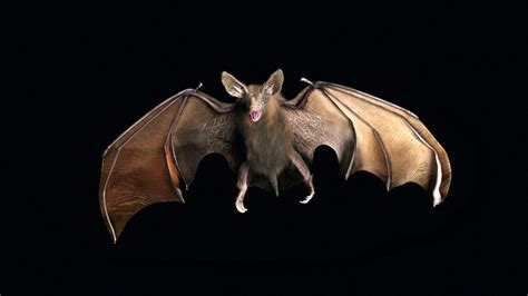 How Vampire Bats Evolved To Drink Blood