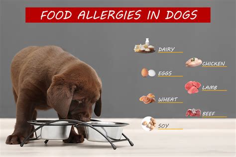 Includes detailed review and star rating for each product. Dog Food Allergies | Oakland Veterinary Referral Services