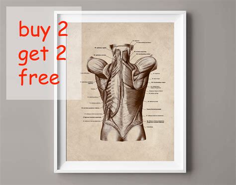 Vintage Musculoskeletal Anatomy Posters Human Body Anatomy Decor Muscles Structure Diagram