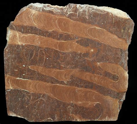 8 Polished Stromatolite Jurusania From Russia 950 Million Years