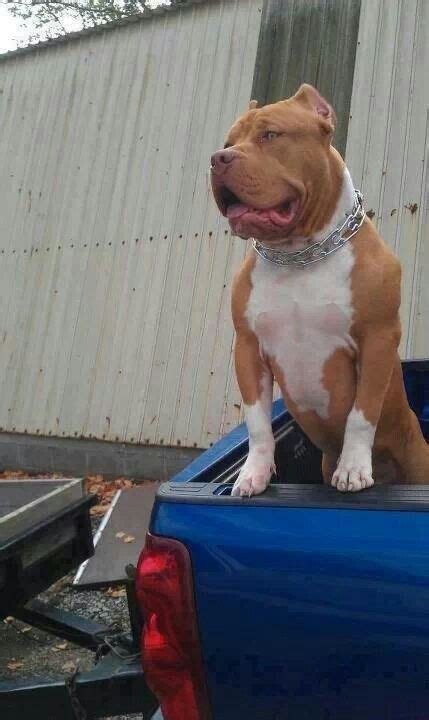 Beautiful Red Nose Pitbull Puppies