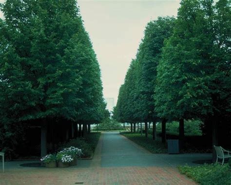 It has a moderate growth rate and a height of 100 feet at maturity. Greenspire Littleleaf Linden | Tilia Cordata | Pinterest