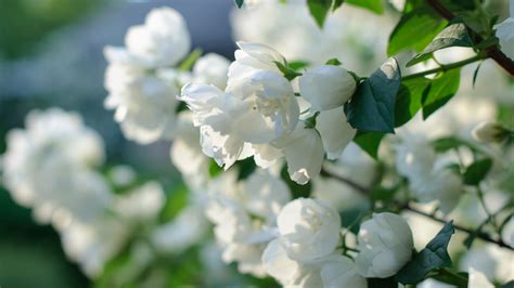 White Flower Flower Nature Spring Blossom Hd Flowers Wallpapers Hd