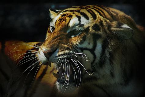 Snarling Siberian Tiger Photograph By Michael Cummings