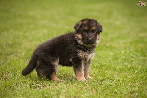 German Shepherd Dog Breed | Facts, Highlights & Buying ...