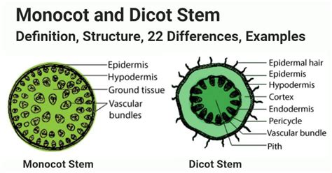 Monocot Vs Dicot Stem Definition Structure 22 Differences Examples