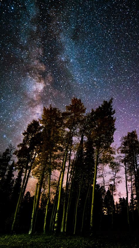 Wallpaper Milky Way Pine Tree Starry Sky