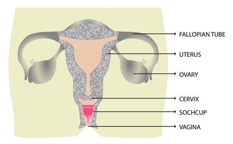 Anatomy Of The Human Body Female Reproductive Reproductive System Female Organs Diagram The