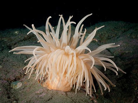 Deeplet Sea Anemone Bolocera Tuediae
