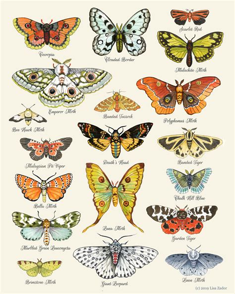 Moth Chart Print Moth Art Moth Poster Insect Art Etsy Australia