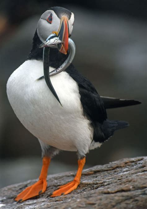 Maine Puffins Are Rebounding And Enjoying Sand Lance