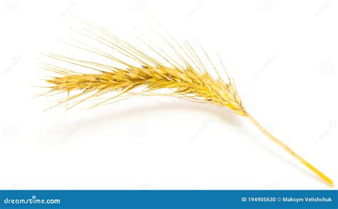 Rye Grain Whole Barley Harvest Wheat Sprouts Stock Photo Image Of