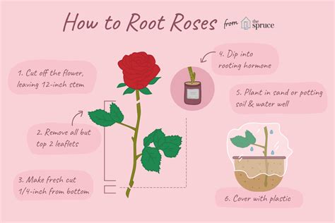 How To Propagate Roses A Comprehensive Guide Ihsanpedia