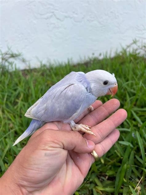 Stunning 2 Months Old Double Factor Violet Indian Ringneck Parrot Colorado Exotics