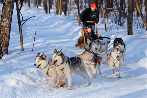 Husky Dogs Are Pulling Sledge At Sunny Winter Forest Editorial Stock