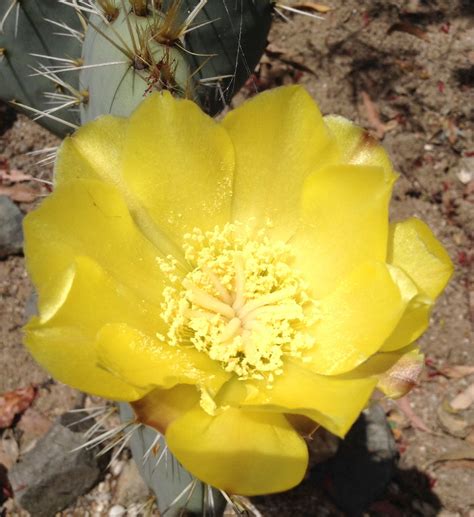 Opuntia Robusta Flower Cactus Flower Cactus Flowers