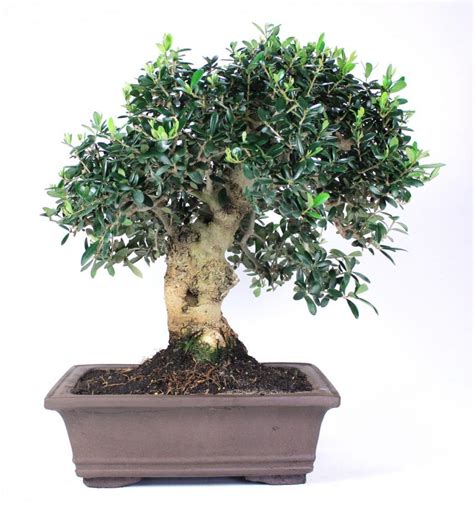 Olive Bonsai Care Guide The Secret To Take Care Of Your Olea Bonsai